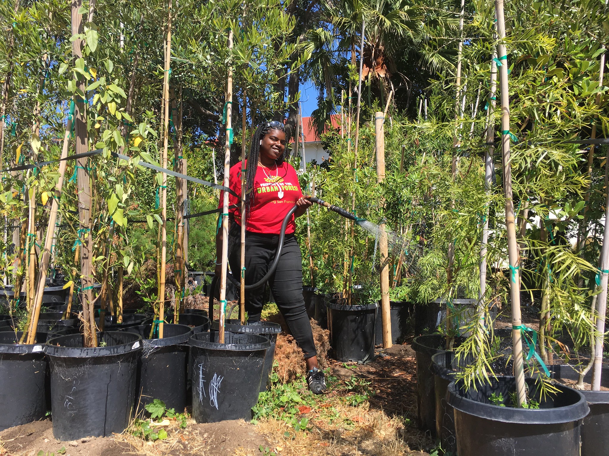 A woman from the organization Friends of the Urban Forest is watering a tree