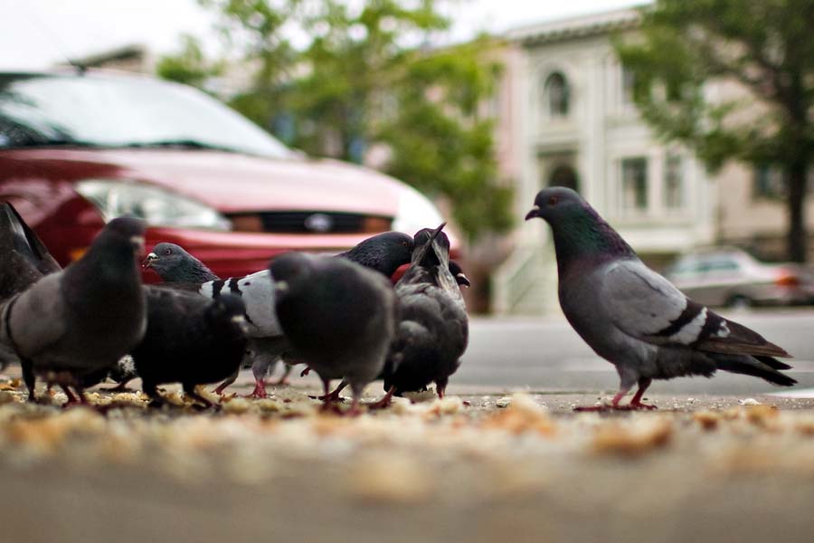 pigeons